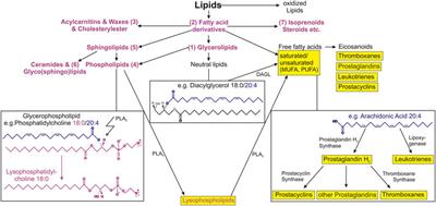 Recent Advances in Studying Age-Associated Lipids Alterations and Dietary Interventions in Mammals